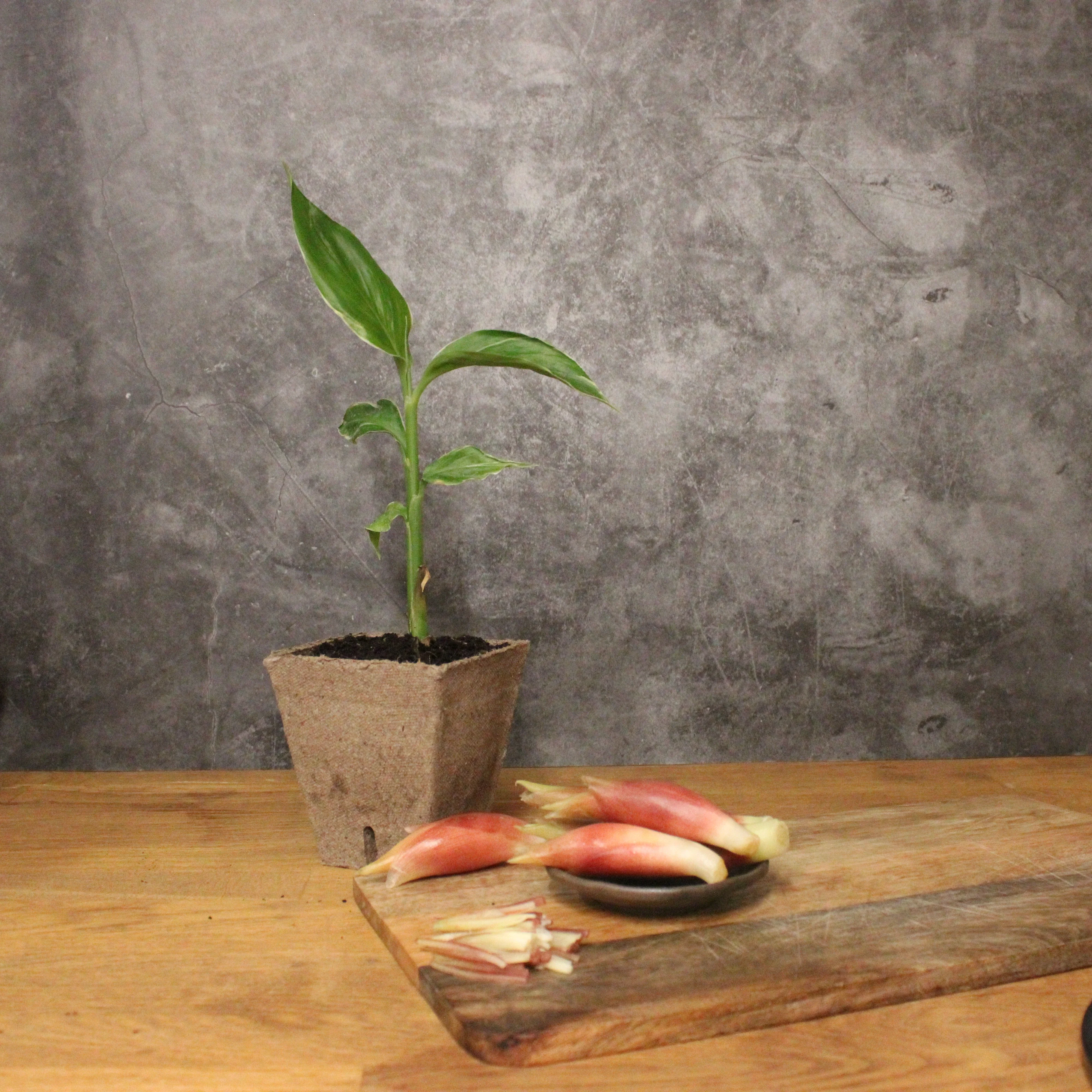 Myoga Set - White Feather Plant & Ginger Buds