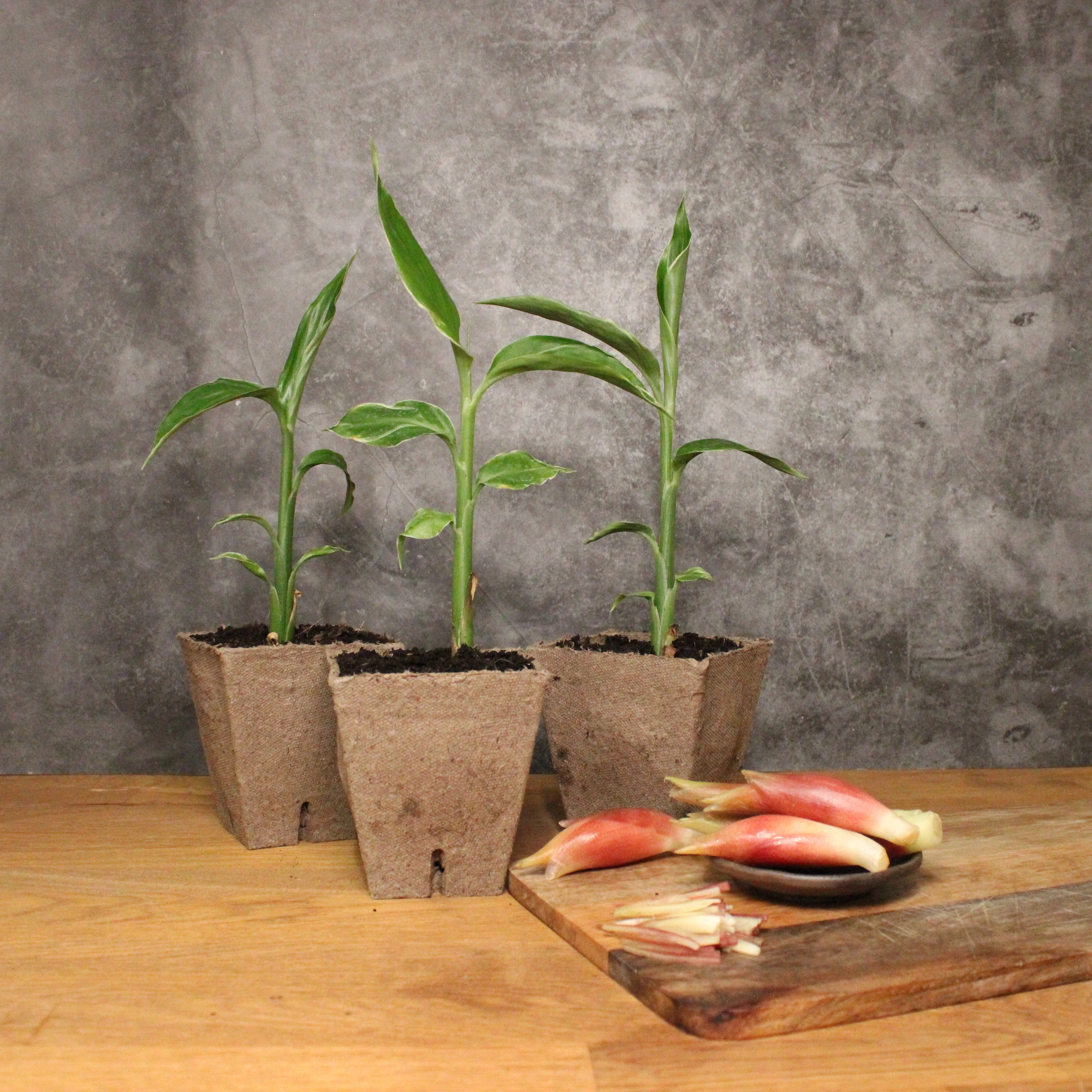 Myoga Set - White Feather Plants x 3 & Ginger Buds