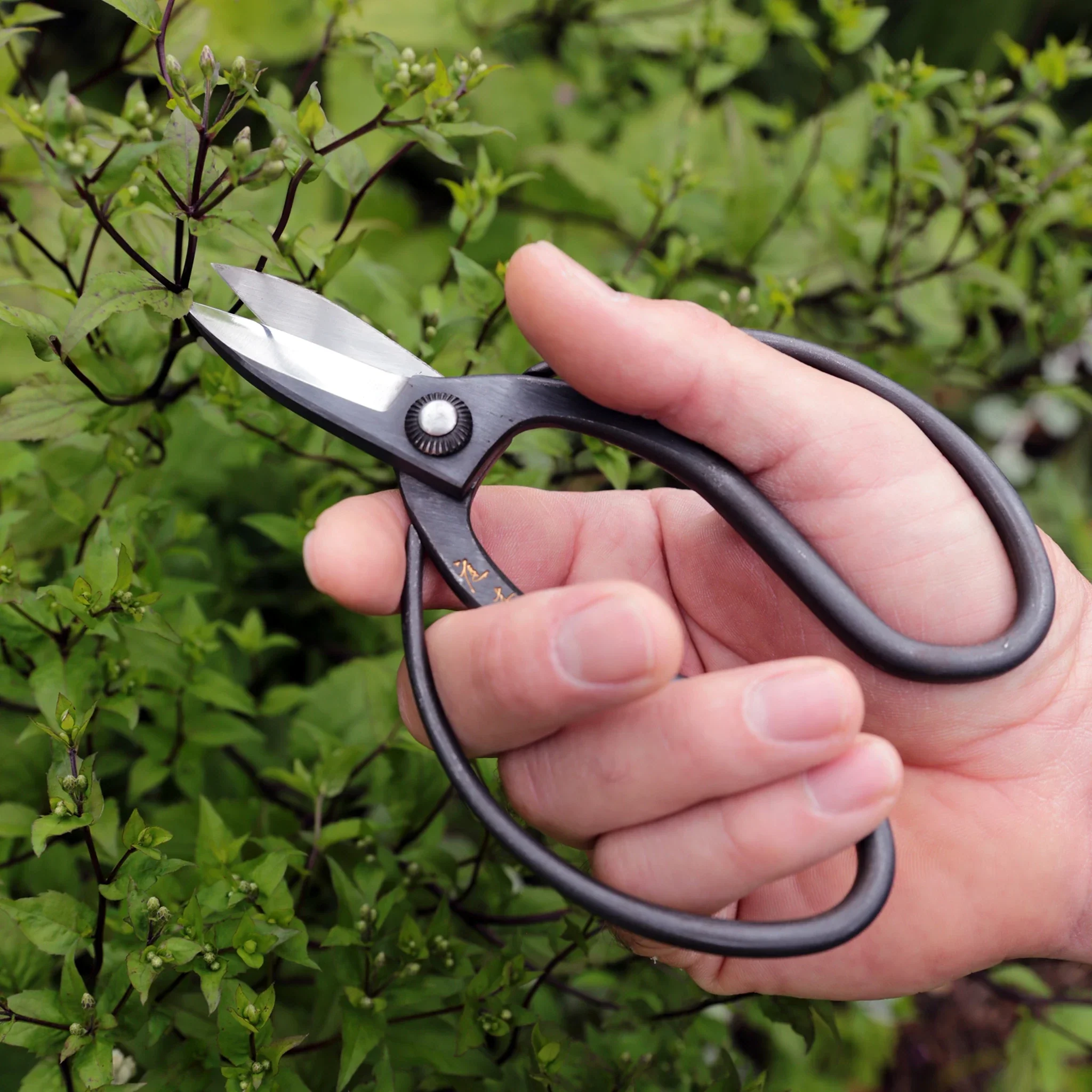 Niwaki Sentei Garden Scissors - Image 5