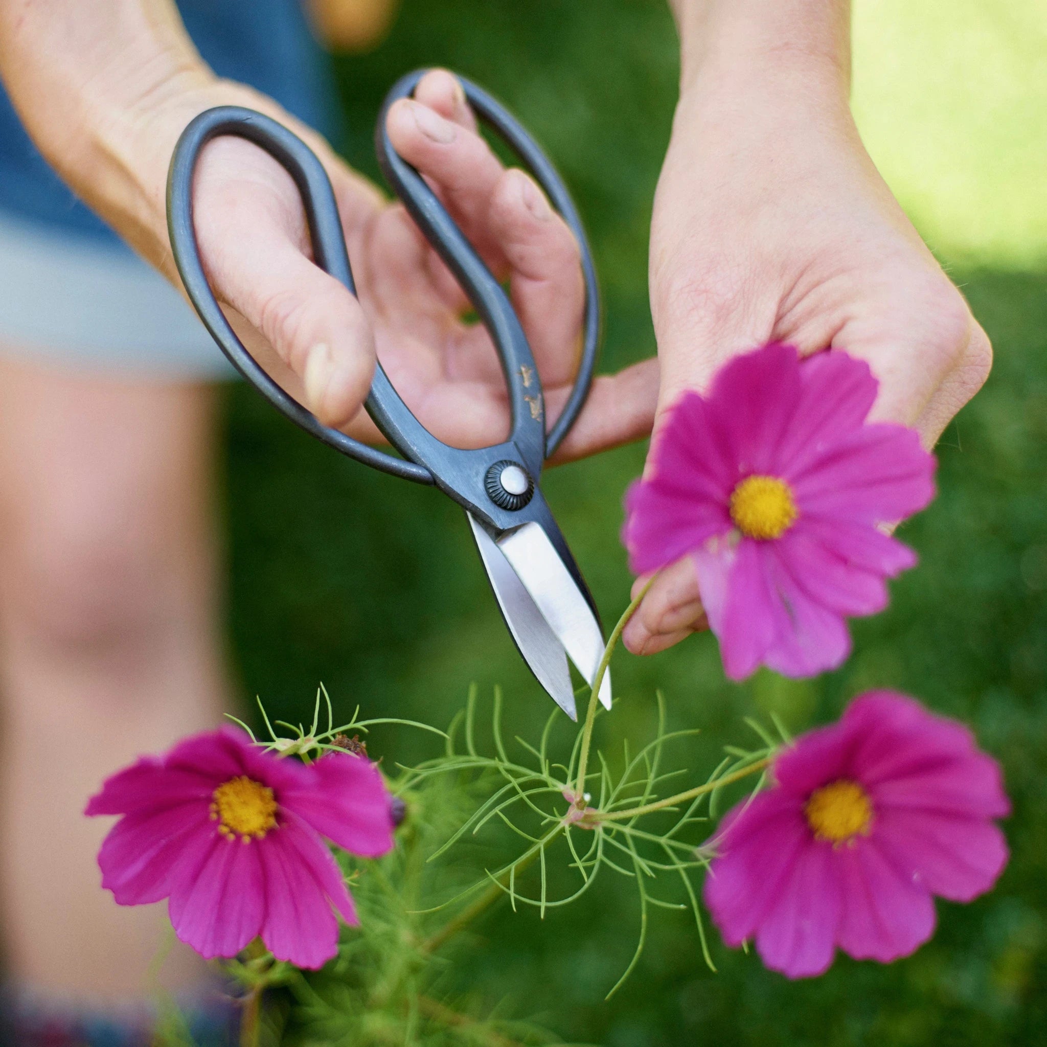 Niwaki Sentei Garden Scissors - Image 6