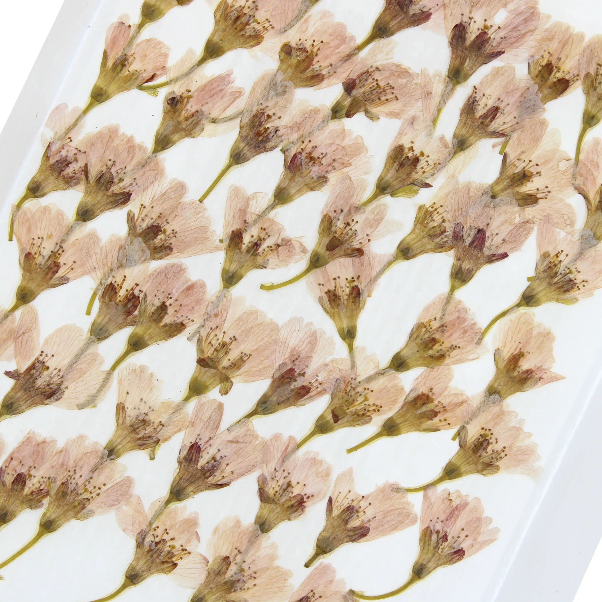 Pink Cherry (Sakura) Blossoms, Dried & Edible - 50 - Image 2