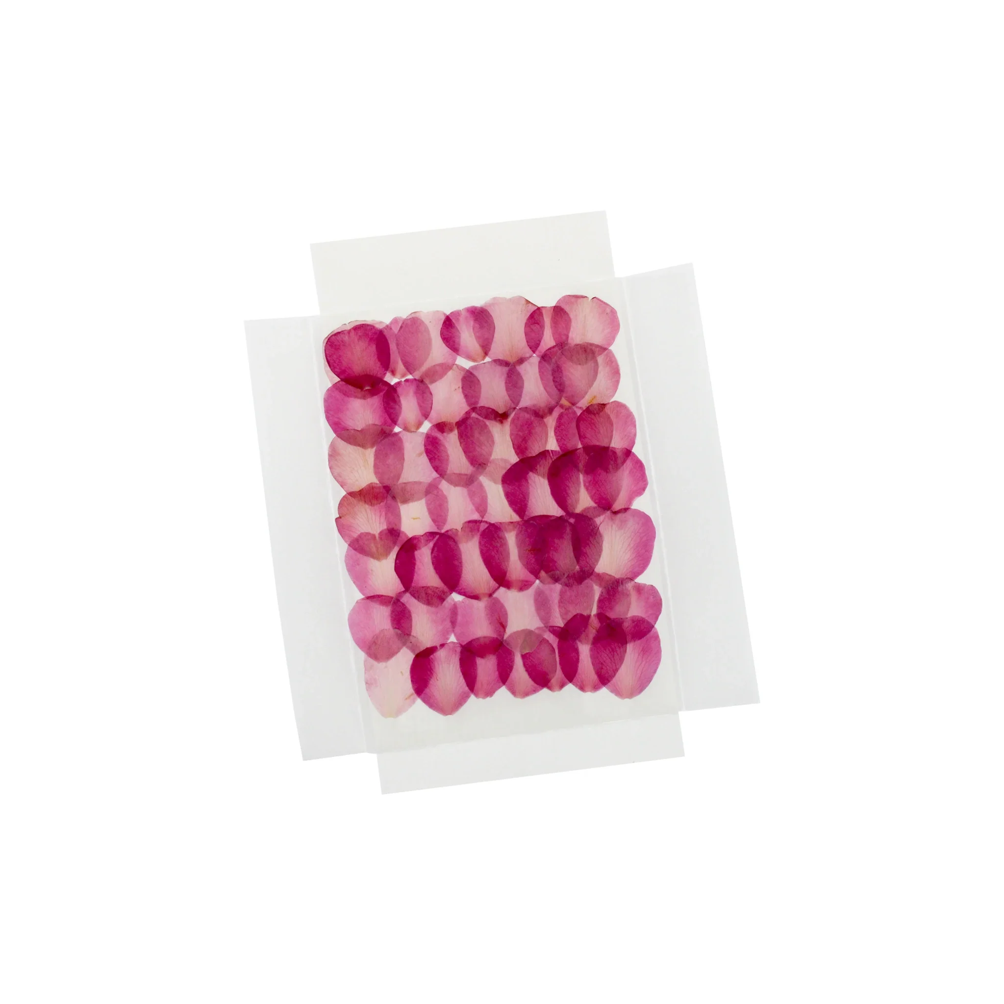 Red Camellia Petals, Dried & Edible - 50 - Image 3