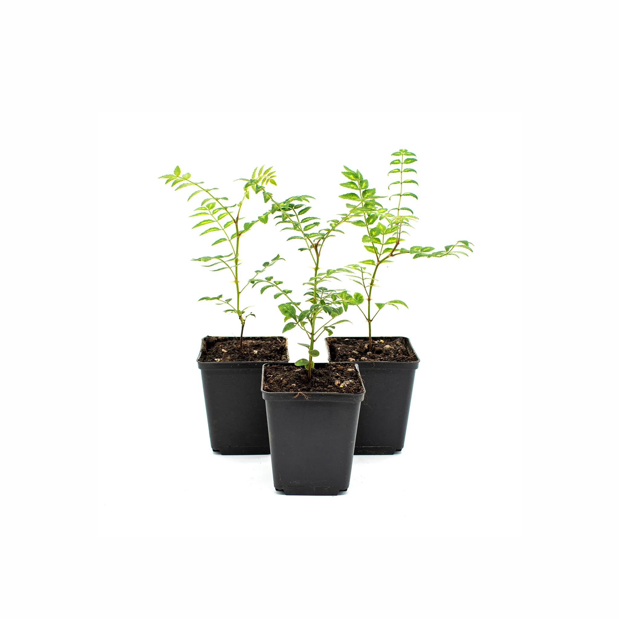 Sansho Pepper Tree (Zanthoxylum piperitum) - Image 3