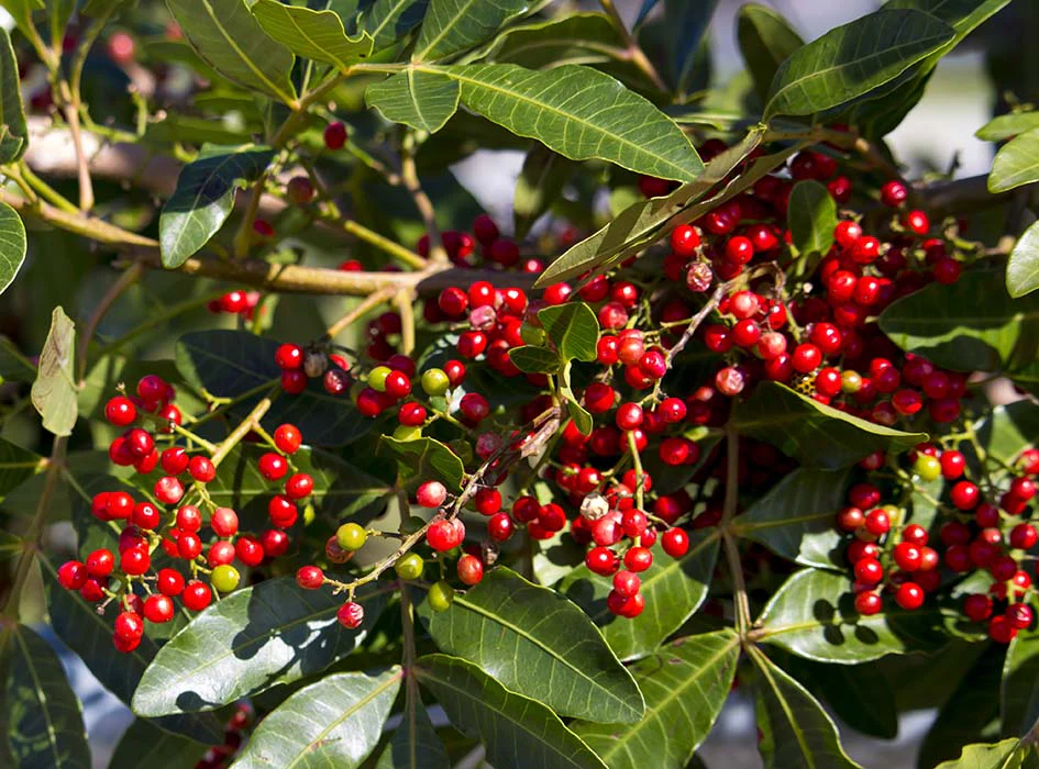 Sansho Pepper Tree (Zanthoxylum piperitum) - Image 4