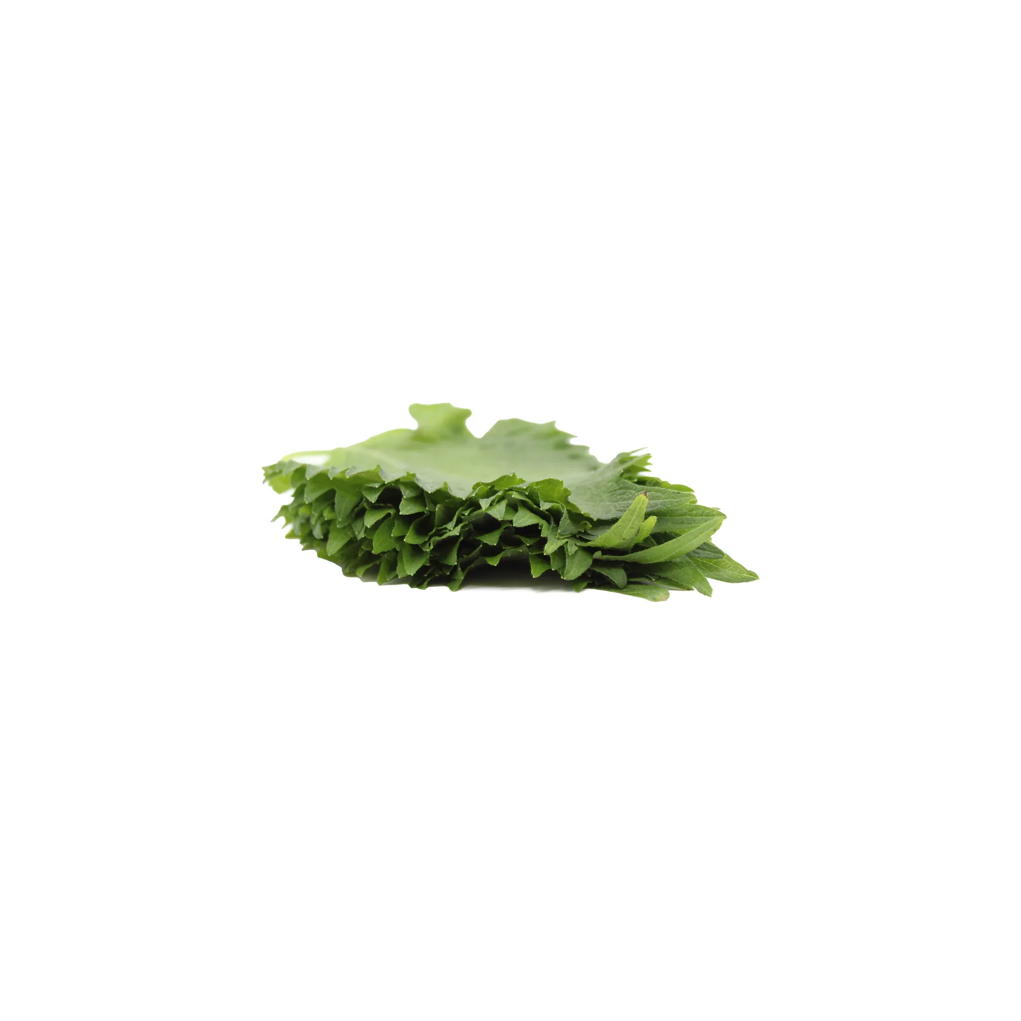 Shiso Leaves - 10 Leaves - Image 3