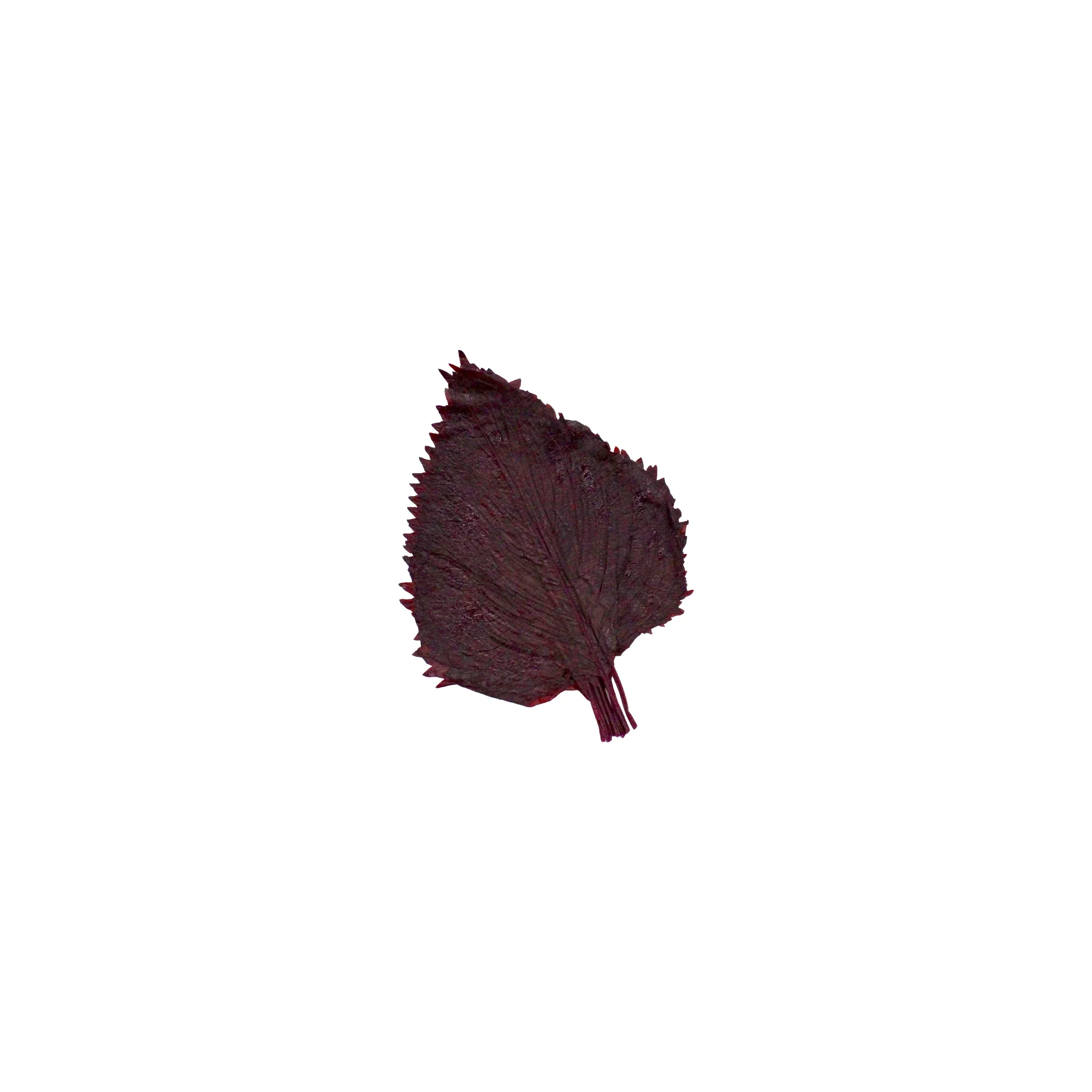 Shiso Leaves Condiment - 10 Leaves - Image 3