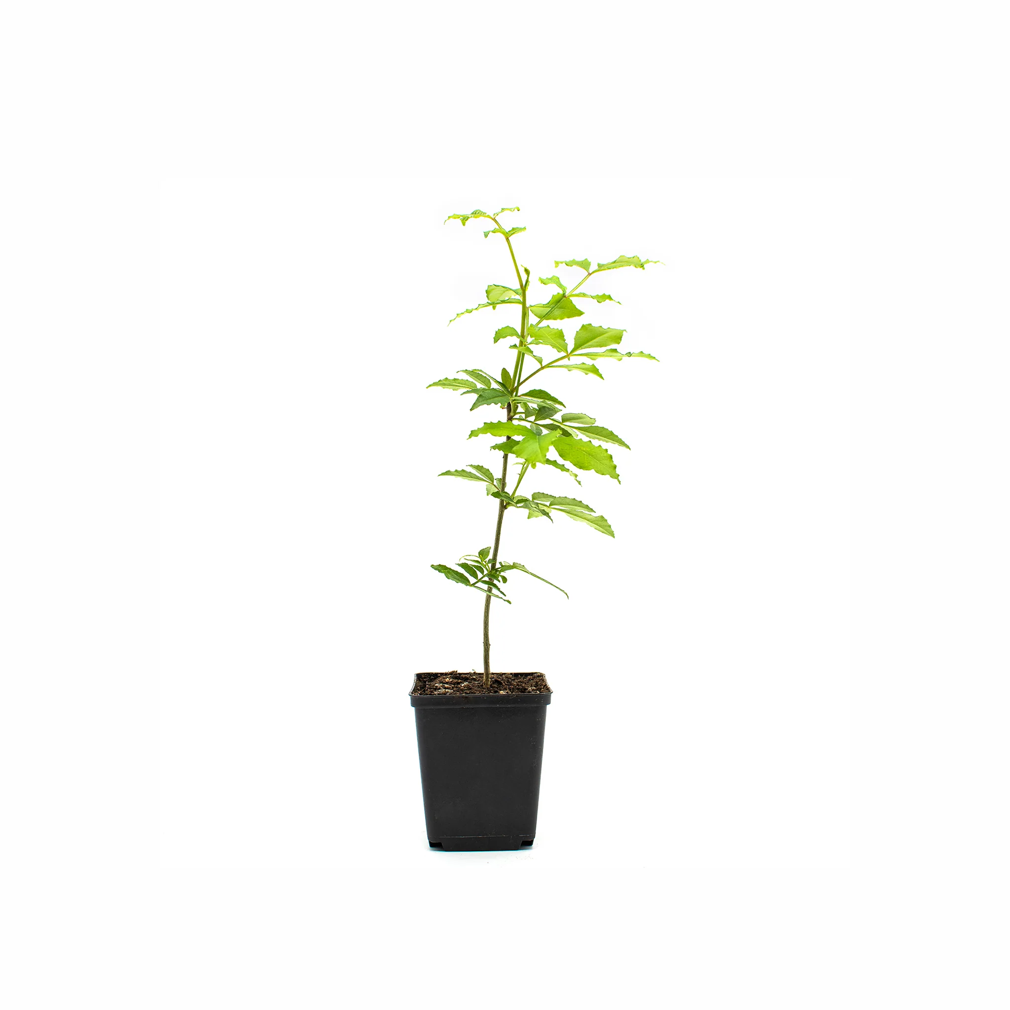 Szechuan Pepper Tree (Zanthoxylum simulans) - Image 3