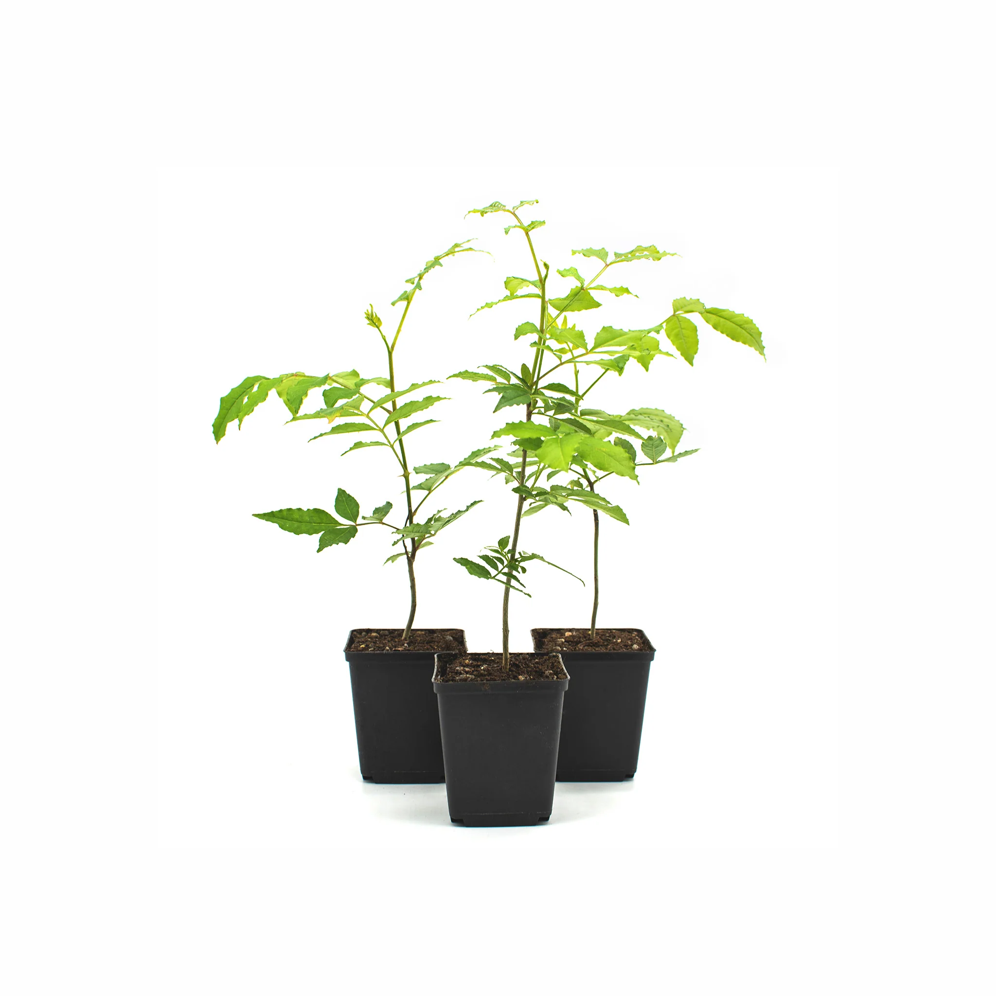 Szechuan Pepper Tree (Zanthoxylum simulans) - Image 4