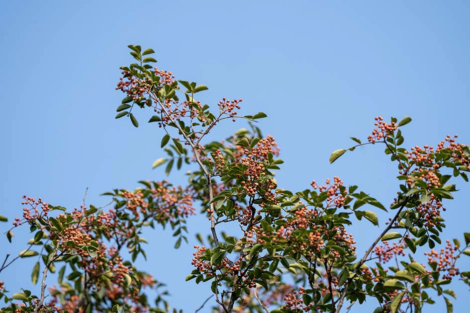 Szechuan Pepper Tree (Zanthoxylum simulans) - Image 5