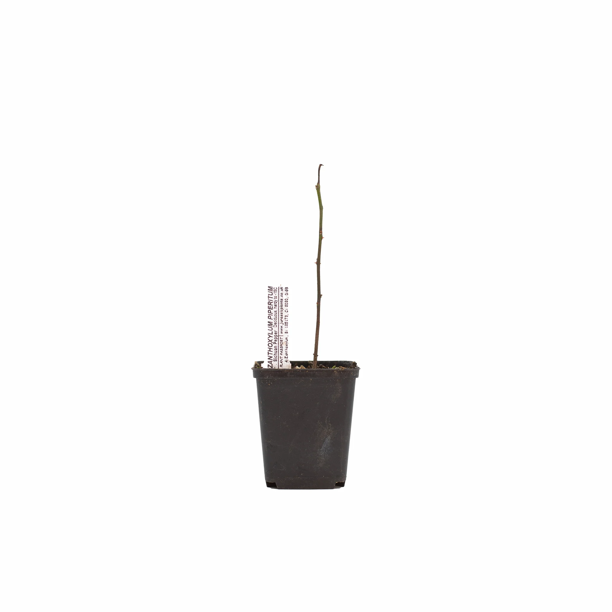 Szechuan Pepper Tree (Zanthoxylum simulans) - Image 6