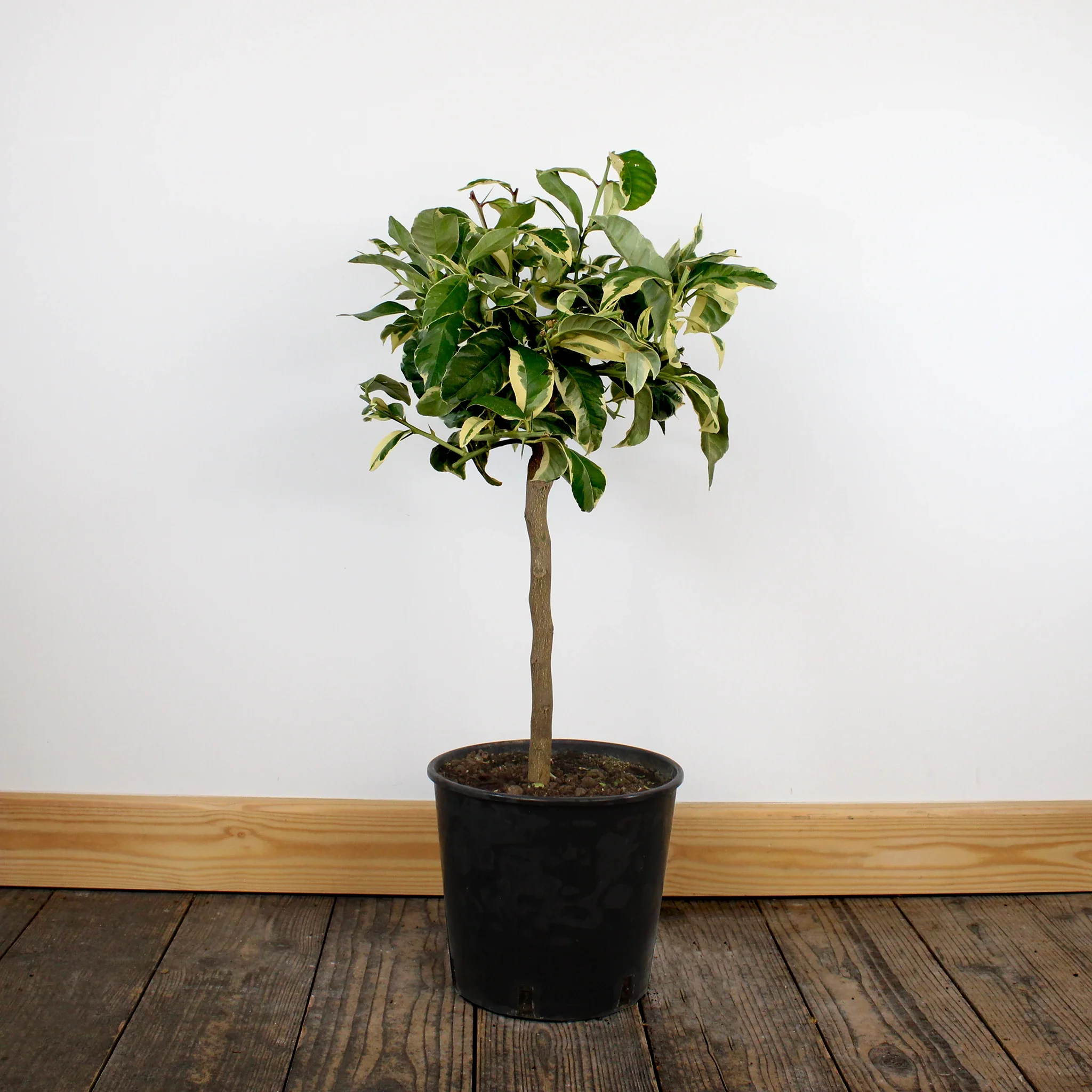 Tiger Lemon Tree - Image 5