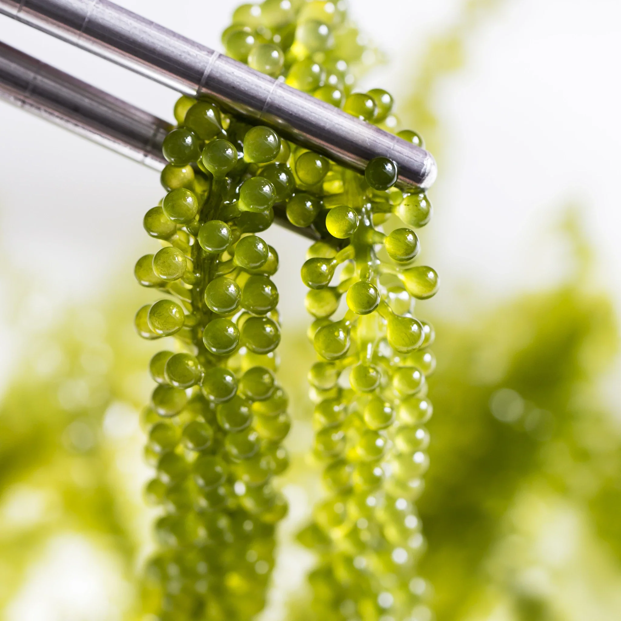 Umibudo - Sea Grape Seaweed - Image 3