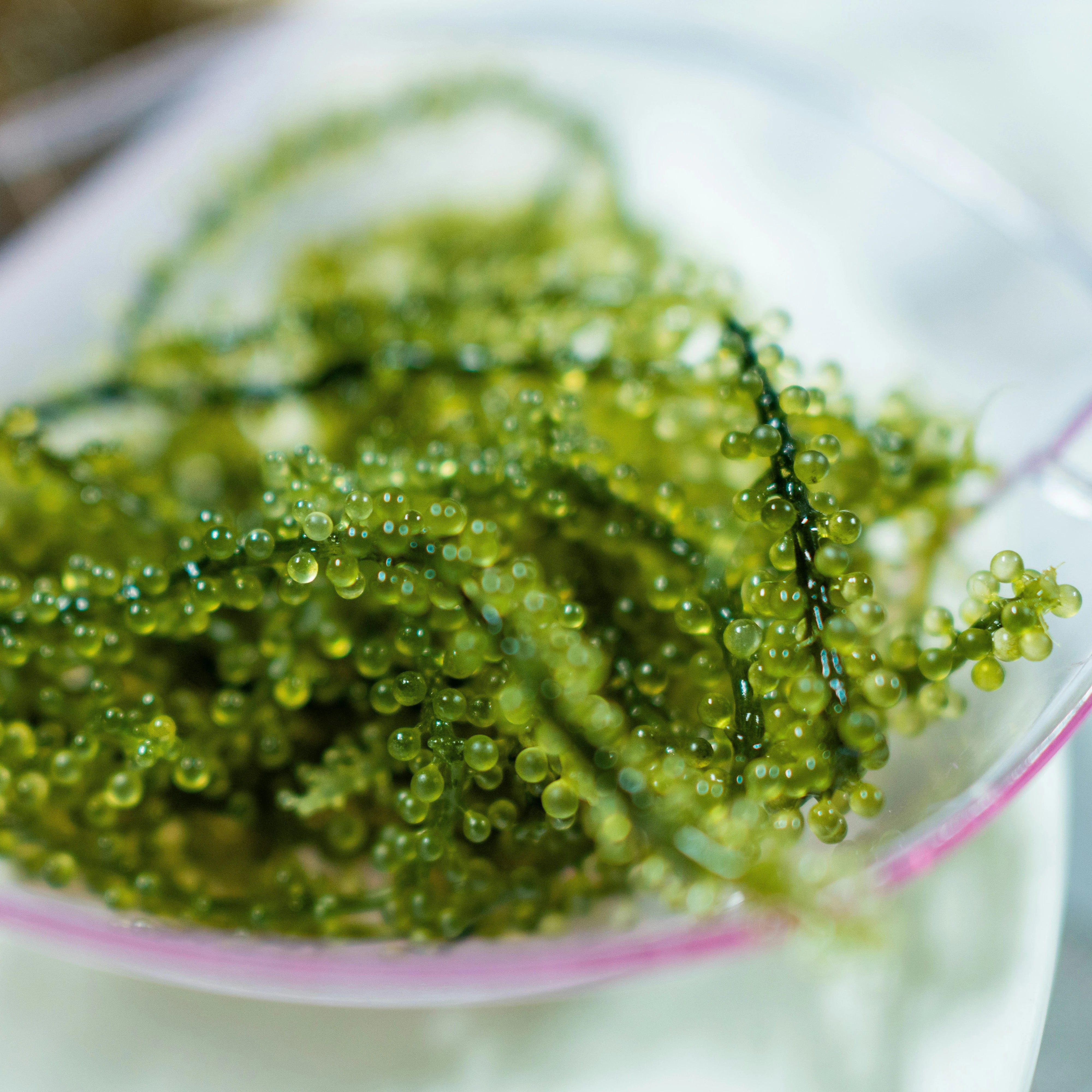 Umibudo - Sea Grape Seaweed - Image 4