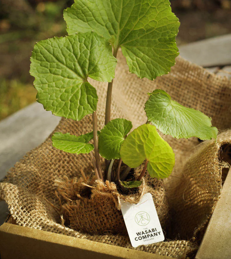 Wasabi Plant - Image 2