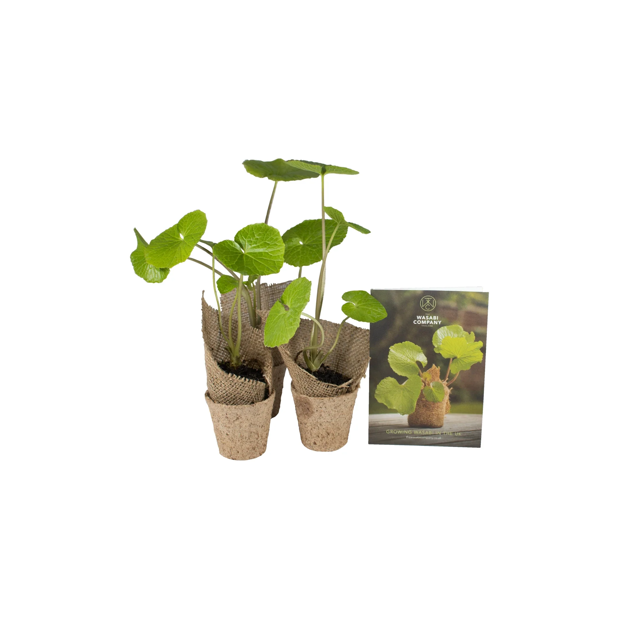 Wasabi Plants - Set of 3