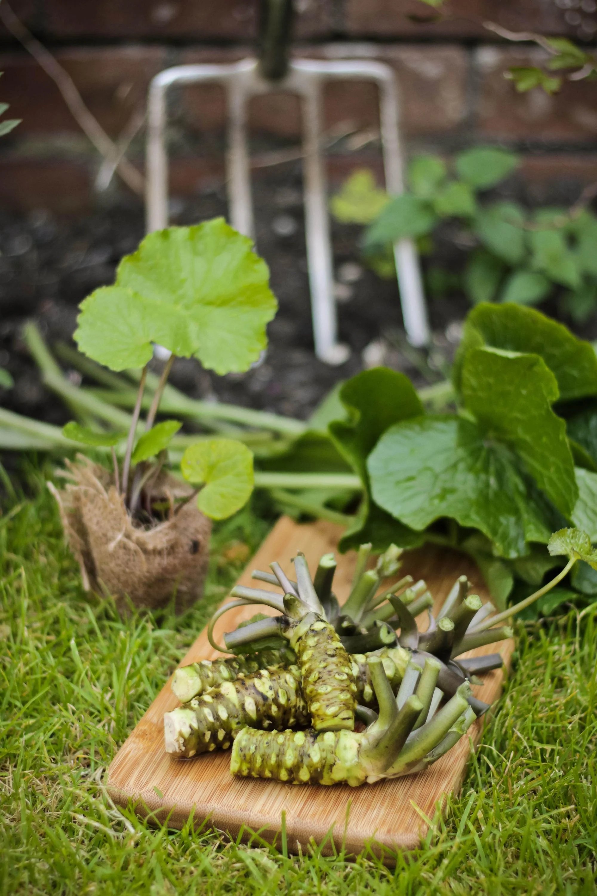 Wasabi Plants - Set of 3 - Image 4