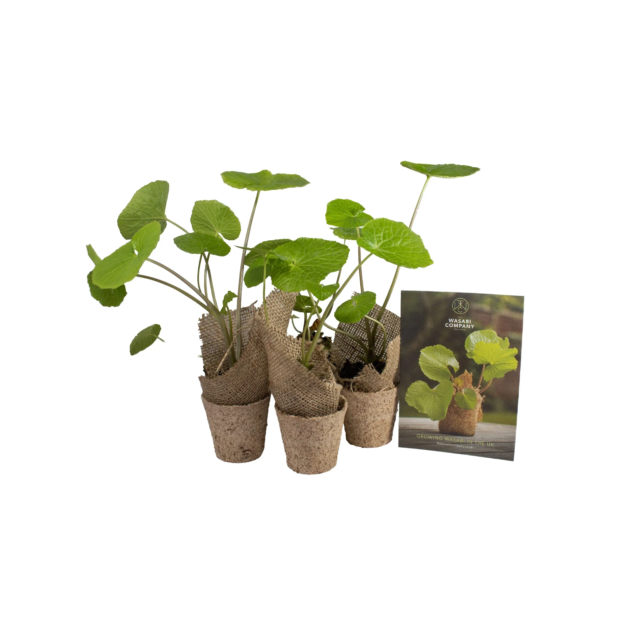 Wasabi Plants - Set of 5