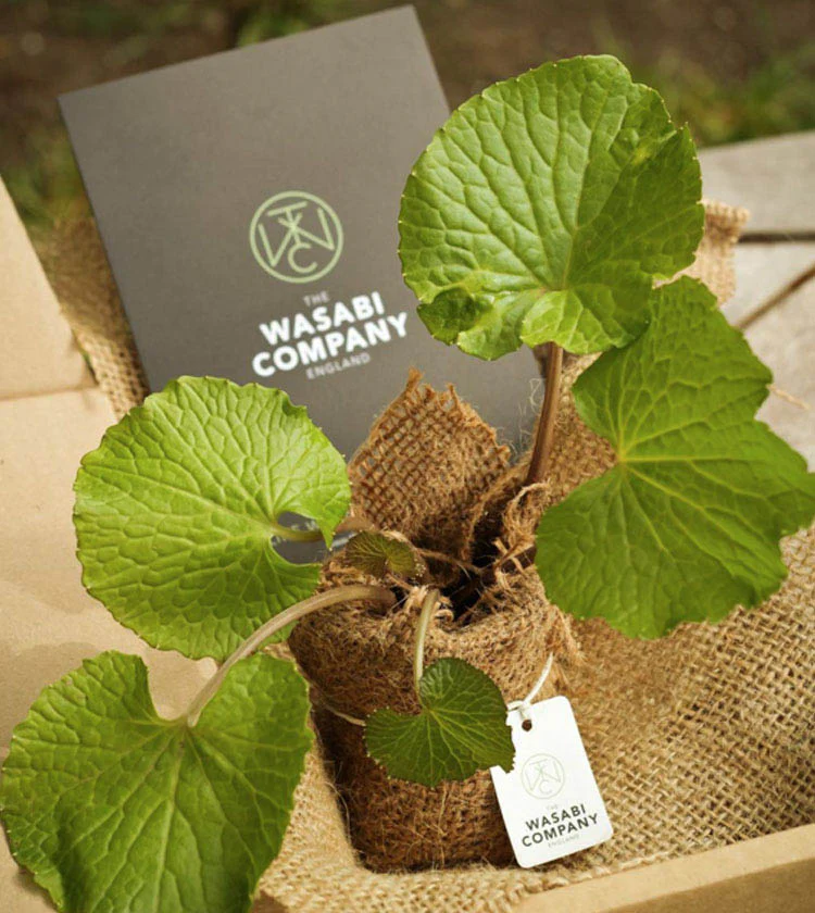 Wasabi Plants - Set of 5 - Image 2