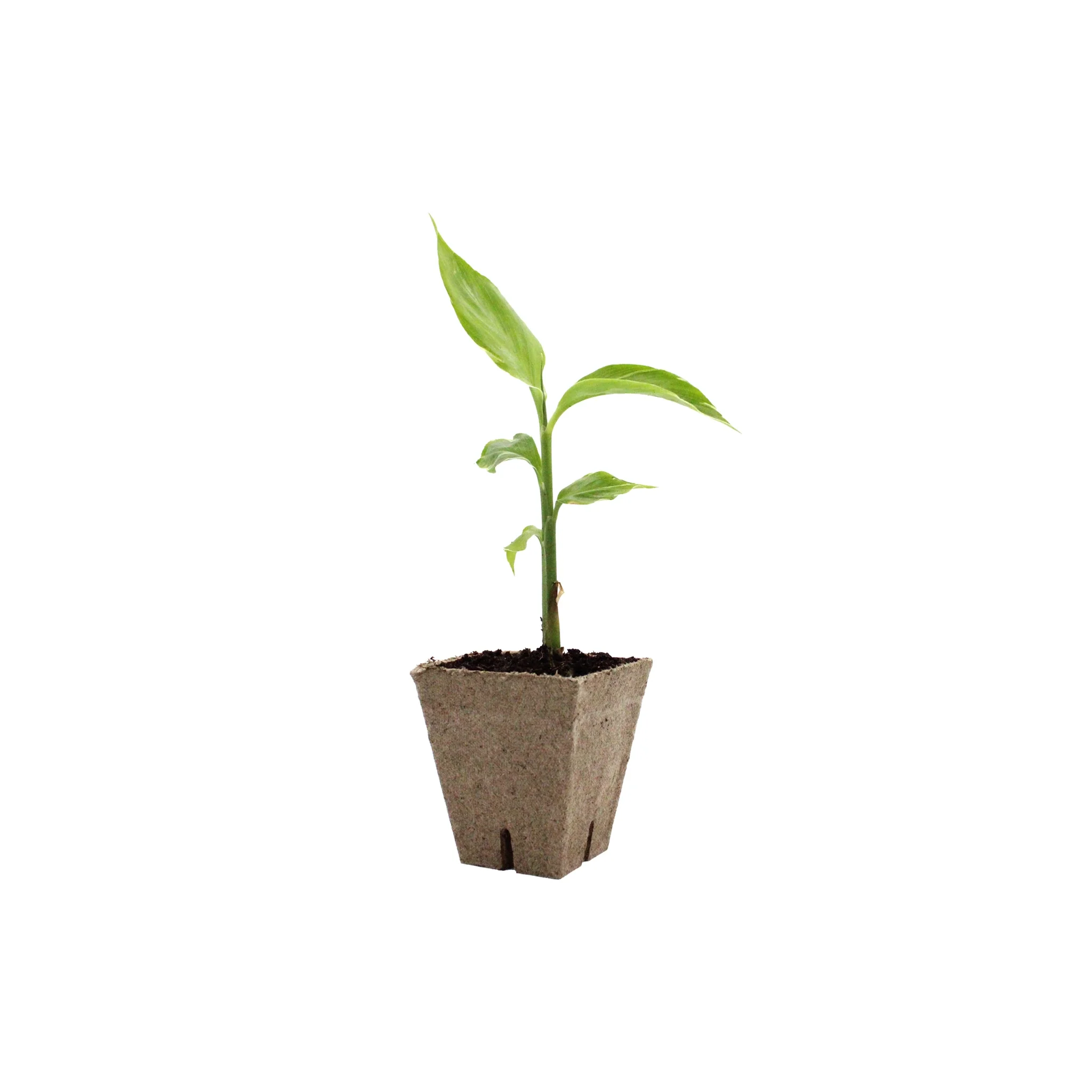 Myoga Ginger Plant - White Feather