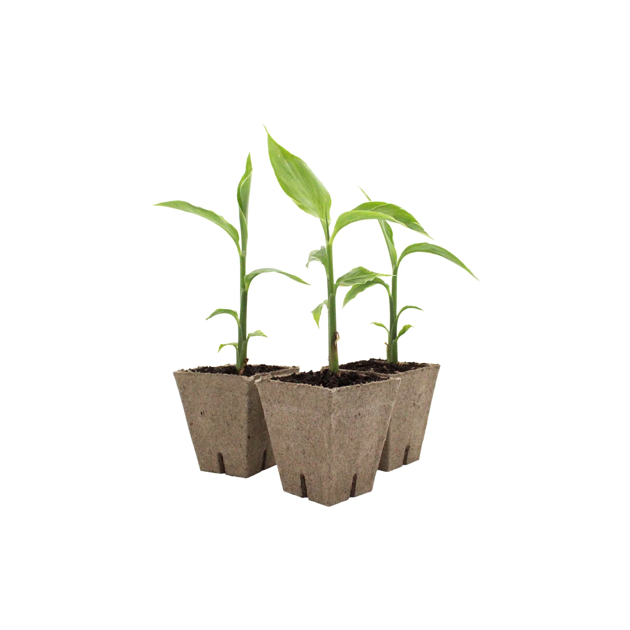Myoga Ginger Plant - White Feather - Image 2