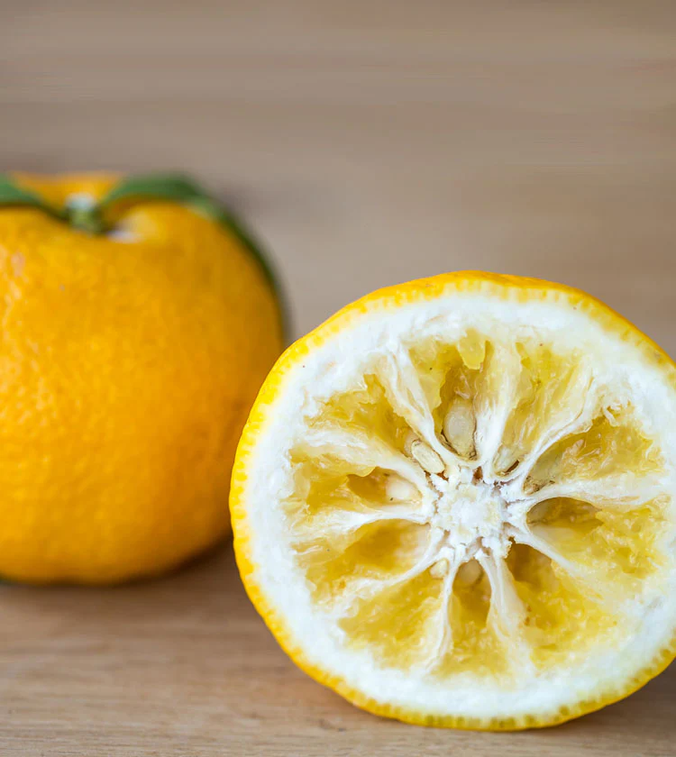 Yuzu Tree - Image 5